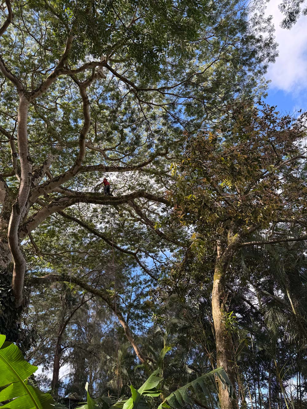 hawaii Albizia trees removal