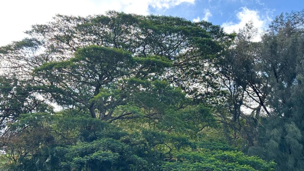 large tree on O'ahu needs arborist consultation