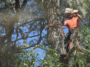 arborist using chain saw to remove large tree arborist on o'ahu