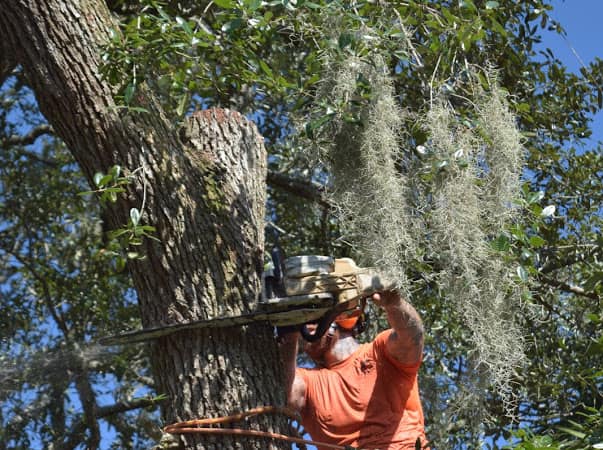 chain saw tree removal climber