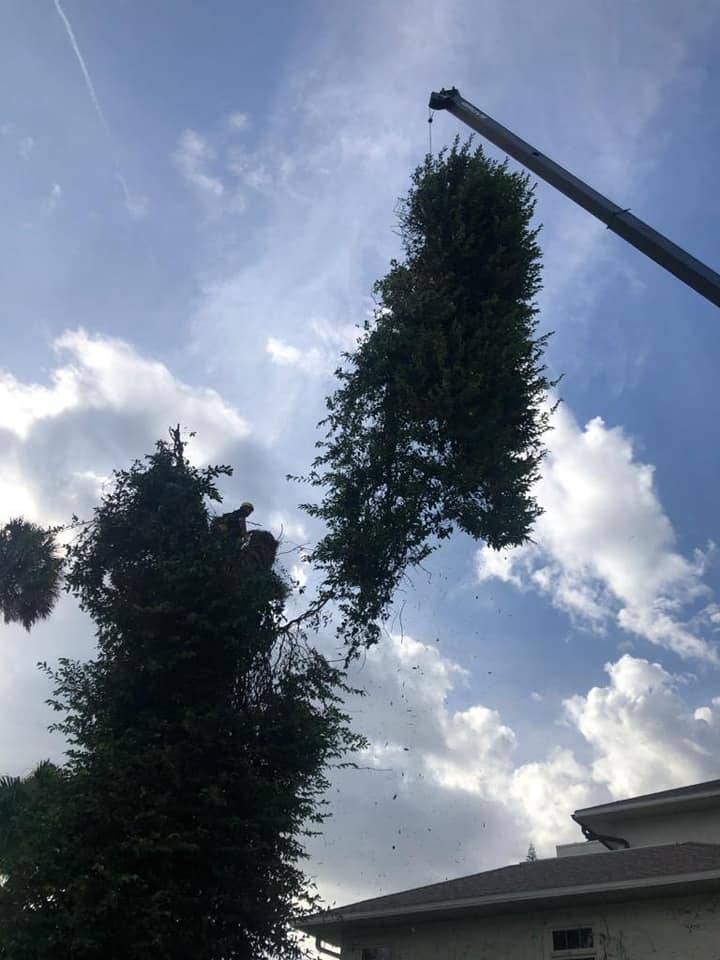 large tree removal on Oahu certified arborist