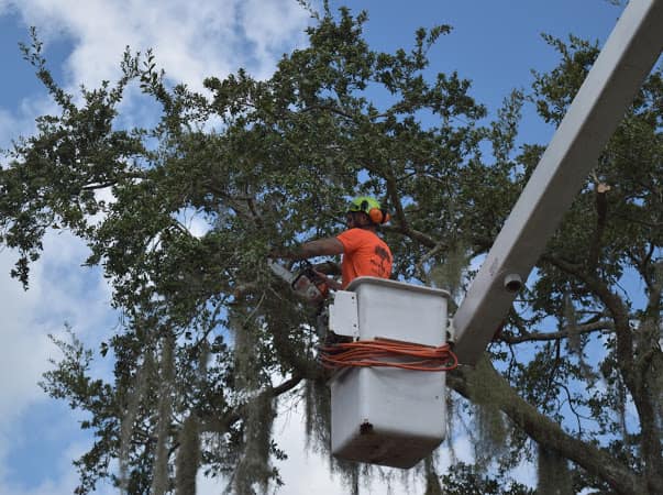 mo bettah tree service in hawaii tree removal with bucket truck. Oahu tree trimming