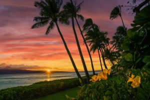 hawaii sunset. tree and plant inspections